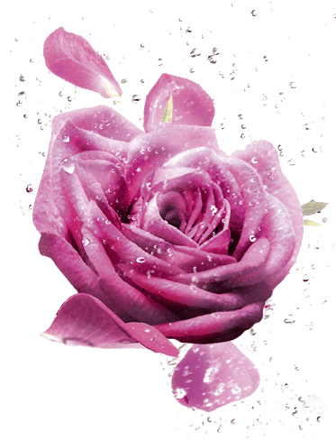 visuel-ingredient-rose-373x488